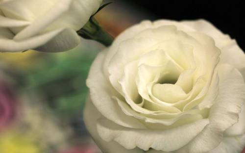 Белая чайная роза - Цветы