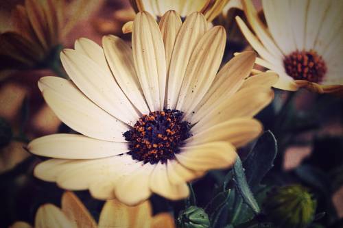 Маргаритки, красивый цветок - Цветы
