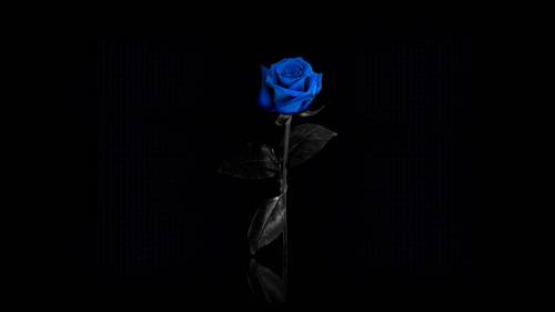 Синяя роза на черном фоне - Цветы