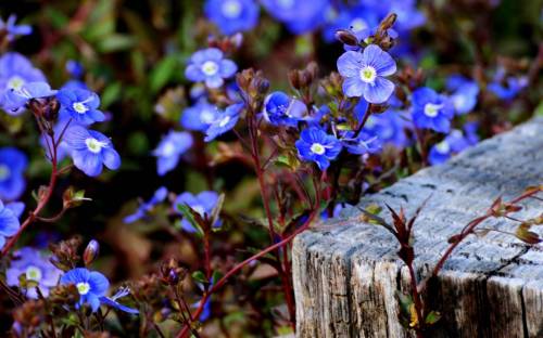 Синенькие цветочки - Цветы