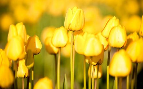 Фото желтых тюльпанов - Цветы
