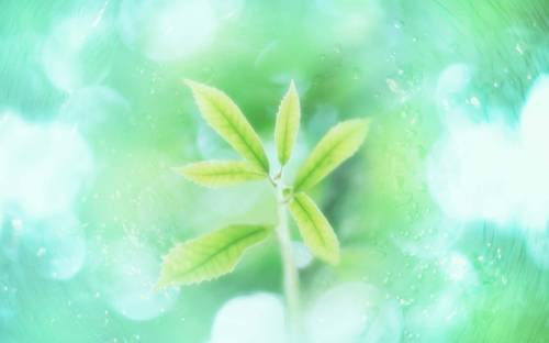 Зеленые листики - Цветы