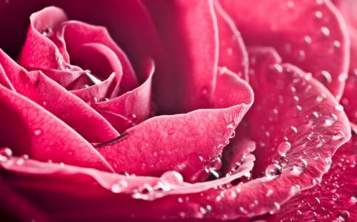Роза крупным планом - Цветы