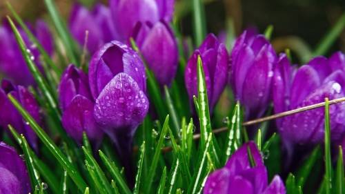 Фиолетовые пионы - Цветы