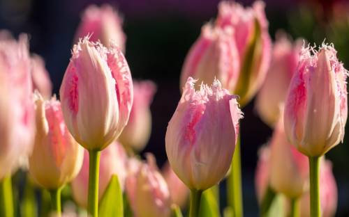 Тюльпаны, махровые, розовые - Цветы