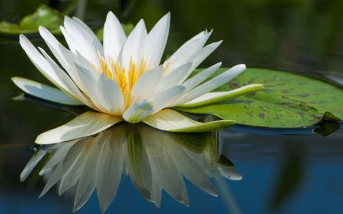 Лилия на воде - Цветы