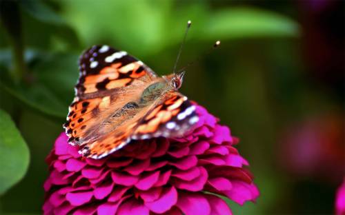 Бабочка на цветке - Цветы