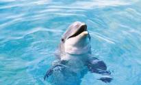 Фото дельфин в воде