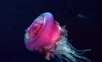 Красная медуза