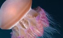 Красивая медуза