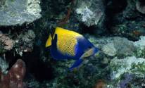 Рыба желтая с синим