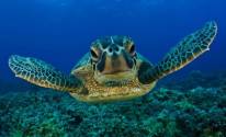 Картинка черепаха под водой