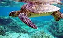 Черепаха, вода, океан