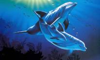 Картинка с дельфинами