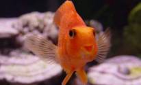 Рыбка красного цвета