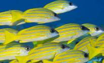 Желтые полосатые рыбки