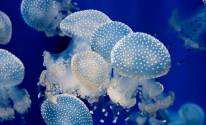 Море, медузы, вода
