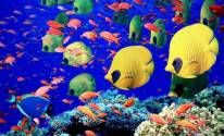 Цветные рыбки