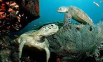 Две черепахи под водой