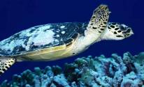 Черепаха под водой