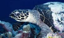 Фото морской черепахи