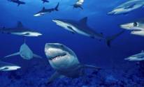 Страшные акулы