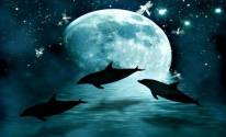 Силуэт дельфинов на фоне луны