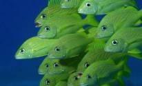 Зеленые рыбки
