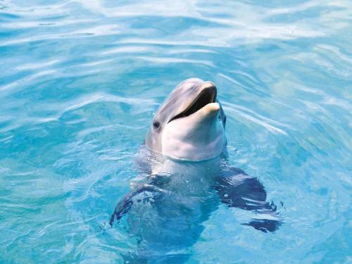 Фото дельфин в воде - Под водой