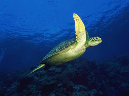 Зеленая черепаха - Под водой