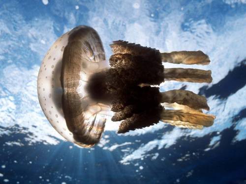 Белая медуза - Под водой