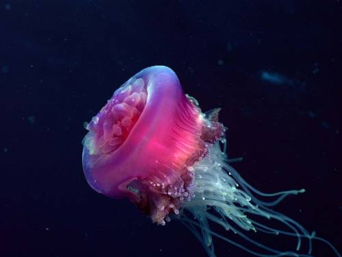 Красная медуза - Под водой