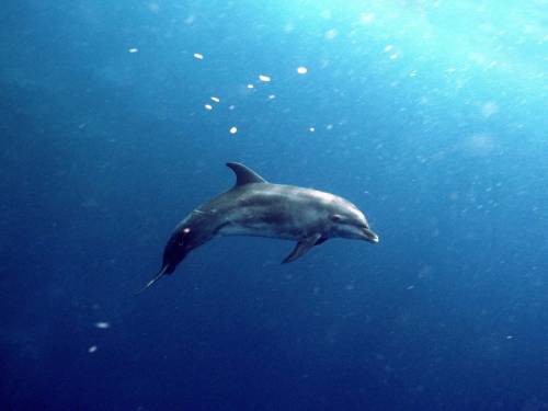 Фото дельфина - Под водой