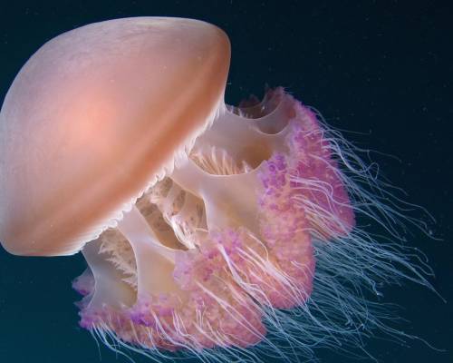 Красивая медуза - Под водой