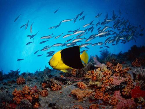 Желтая с черным рыба - Под водой