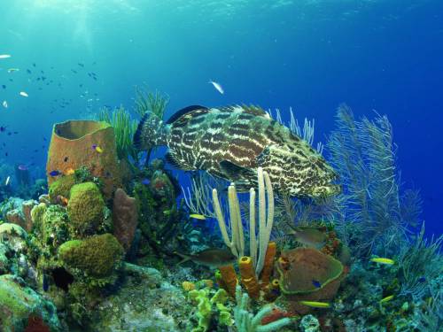 Обои морских глубин и обитателей - Под водой