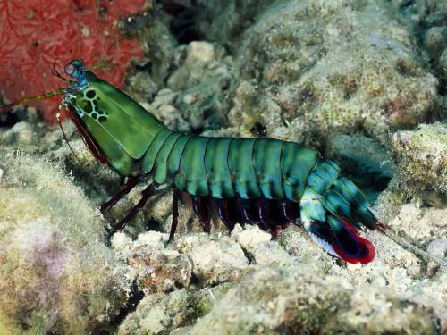 Животное подводного мира - Под водой