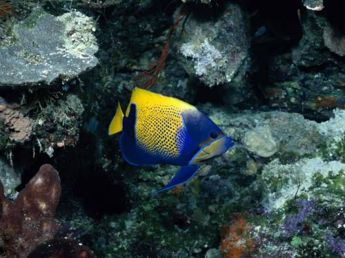 Рыба желтая с синим - Под водой