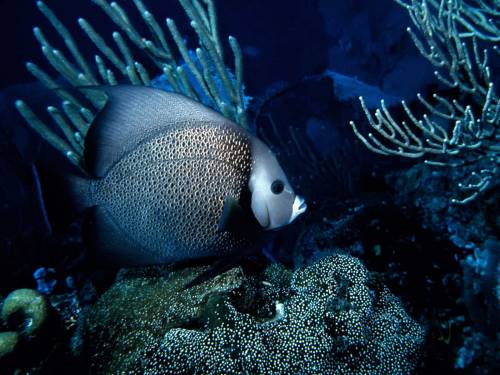 Рыба плавает в кораллах - Под водой
