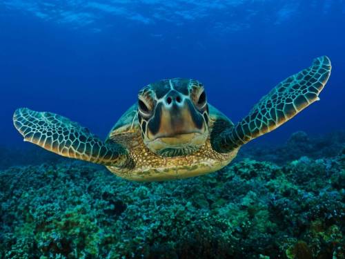 Картинка черепаха под водой - Под водой