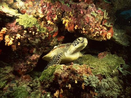 Маленькая черепаха - Под водой