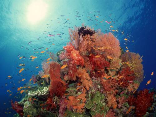 Кораллы и рыбки - Под водой