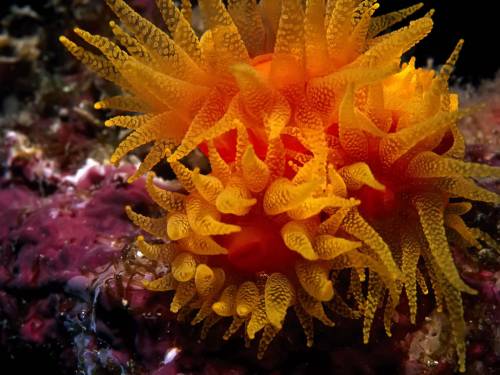 Морской цветок - Под водой