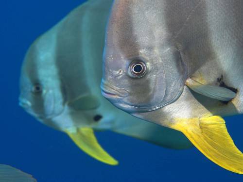 Рыбки крупным планом - Под водой