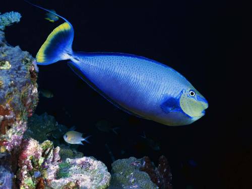 Синяя рыбка - Под водой