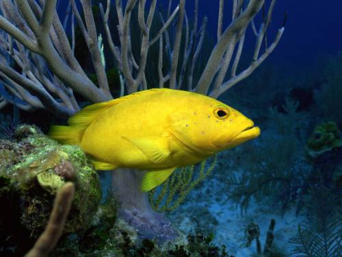 Желтая рыба - Под водой