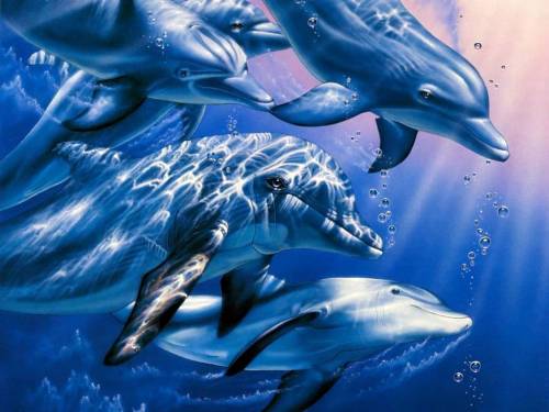 Дельфины под водой - Под водой