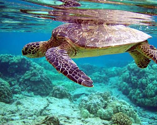 Черепаха, вода, океан - Под водой