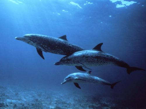 3 дельфина - Под водой