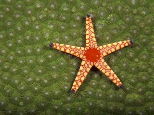 Фото морской звезды - Под водой